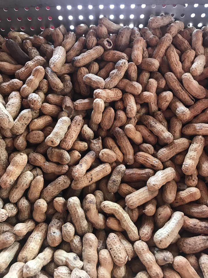 A heaping tray of freshly boiled peanuts at Fred's Famous Peanuts